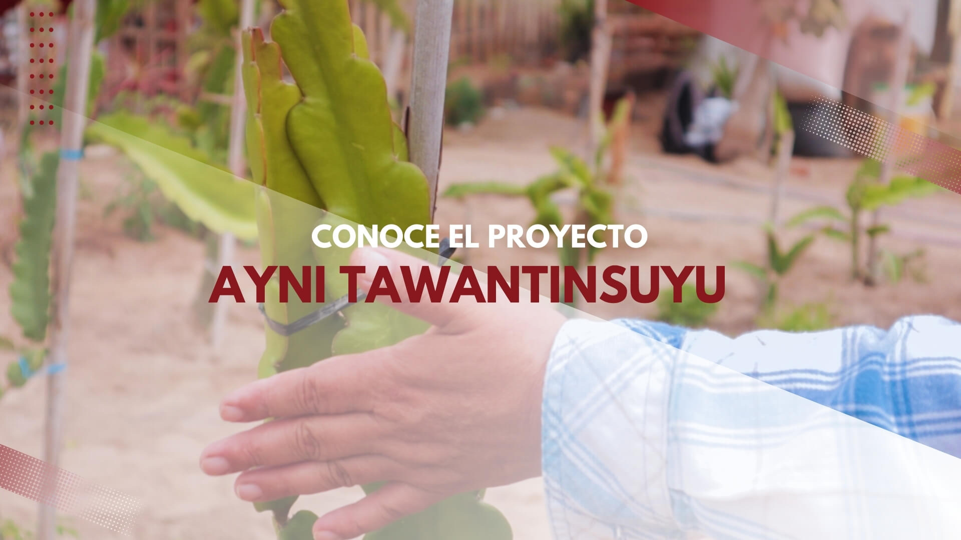 Conoce el proyecto Ayni Tawantinsuyu